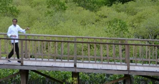 Komitmen Gubernur Bali Jaga Kelestarian Hutan Mangrove Denpasar