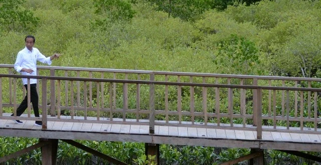 Komitmen Gubernur Bali Jaga Kelestarian Hutan Mangrove Denpasar