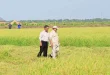 Pemerintah Cetak Sawah di Wanam Merauke untuk Ketahanan Pangan