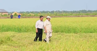 Pemerintah Cetak Sawah di Wanam Merauke untuk Ketahanan Pangan