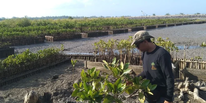 Perjanjian Hibah RI-UEA untuk Pusat Riset Mangrove Bali 2025