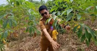 Analisis Finansial Program Tanam Singkong 1 Juta Hektare untuk Biofuel E10