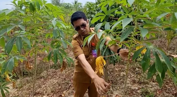 Analisis Finansial Program Tanam Singkong 1 Juta Hektare untuk Biofuel E10