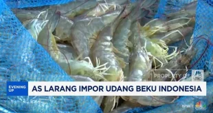 AS Perketat Impor Udang RI Karena Kontaminasi Cesium-137