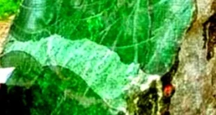 Batu Giok 5 Ribu Ton di Aceh: Penemuan Tambang Terbesar 2025