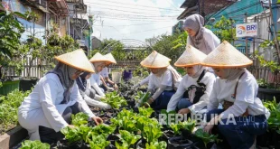 BRI Peduli Perkuat Ketahanan Pangan Lewat Panen Raya BRInita 2025