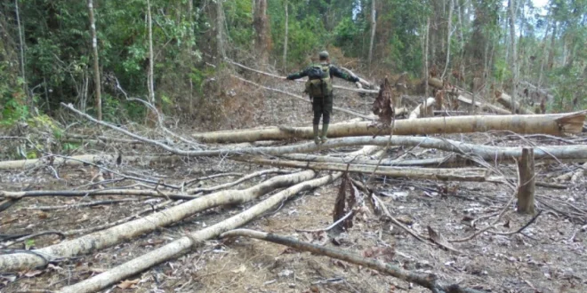 Dampak Konversi Hutan Jadi Sawit terhadap Habitat Gajah Bengkulu