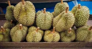 Durian Ilegal Indonesia: Fakta & Dampak pada Petani Lokal