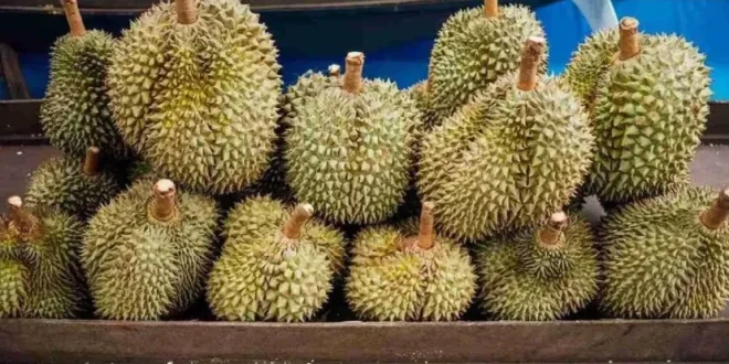 Durian Ilegal Indonesia: Fakta & Dampak pada Petani Lokal