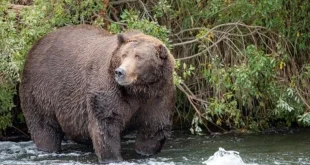 Gubernur Jepang Minta Militer Atasi Teror Beruang di Wilayahnya