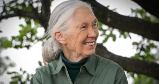 Kematian Jane Goodall dan Dampaknya pada Dunia Kera