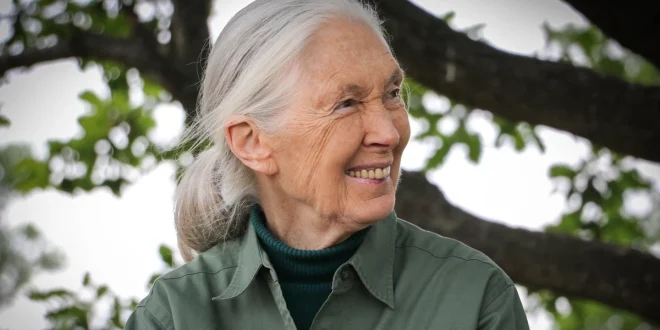 Kematian Jane Goodall dan Dampaknya pada Dunia Kera