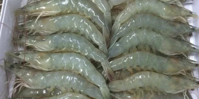 KKP Pastikan Ekspor Udang Aman Meski Ada Temuan Cesium 137