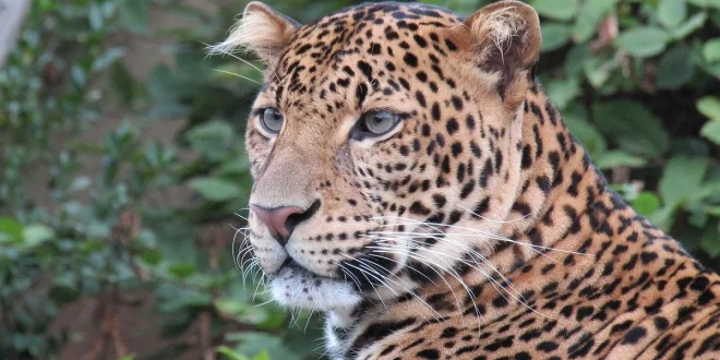 Kondisi Lemas Macan Tutul Kebun Binatang: Penyebab & Penanganan