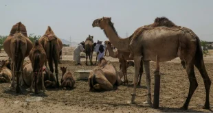 Menteri Israel Minta Maaf Resmi Atas Insiden dengan Duta Arab Saudi