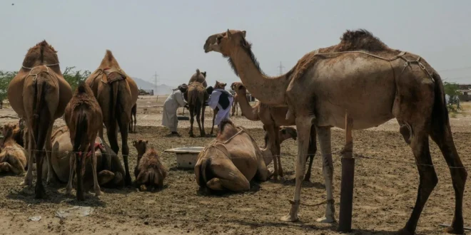 Menteri Israel Minta Maaf Resmi Atas Insiden dengan Duta Arab Saudi