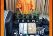 Penggerebekan Kebun Ganja Pasutri WNA oleh Polda Bali Terbaru