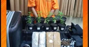 Penggerebekan Kebun Ganja Pasutri WNA oleh Polda Bali Terbaru