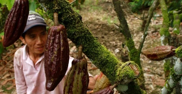 Penyebab Penurunan Produksi Kakao Lokal dan Solusi Kementan
