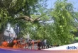 Pohon Beringin Tumbang Tutup Jalan Stasiun Bogor, Evakuasi Cepat Dilakukan