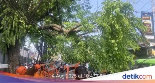 Pohon Beringin Tumbang Tutup Jalan Stasiun Bogor, Evakuasi Cepat Dilakukan