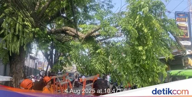 Pohon Beringin Tumbang Tutup Jalan Stasiun Bogor, Evakuasi Cepat Dilakukan