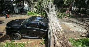 Pohon Tumbang Timpa 5 Mobil di Jaksel: 1 Meninggal & Evakuasi Cepat