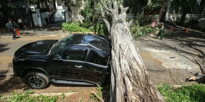 Pohon Tumbang Timpa 5 Mobil di Jaksel: 1 Meninggal & Evakuasi Cepat