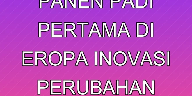 Sejarah Panen Padi Pertama di Eropa: Inovasi & Perubahan Iklim