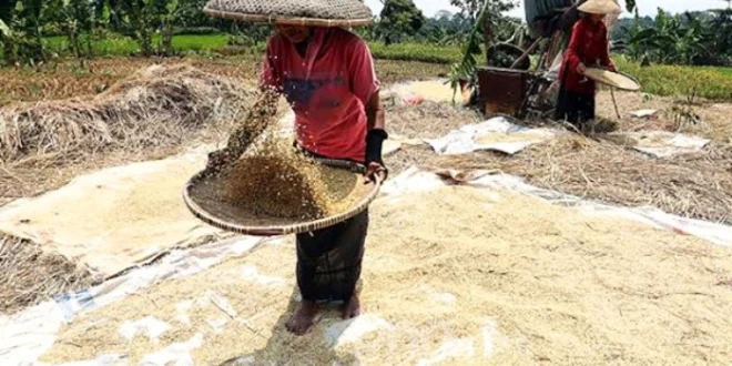 Serapan Jagung Bulog Surakarta: Dampak Ekonomi dan Harga Stabil