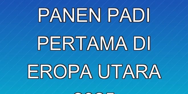 Terobosan Panen Padi Pertama di Eropa Utara 2025