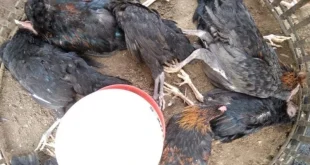 Wabah Flu Burung Jerman: 15 Ribu Hewan Dimusnahkan Segera