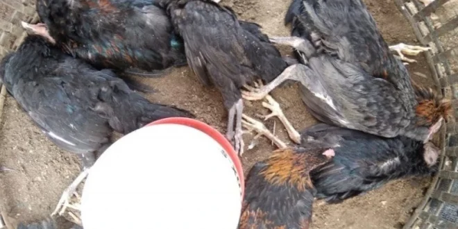 Wabah Flu Burung Jerman: 15 Ribu Hewan Dimusnahkan Segera