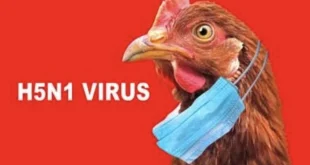 Wabah Flu Burung Jerman: 250.000 Unggas Dimusnahkan