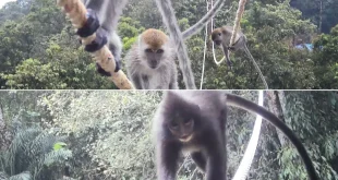 Bagaimana Primata Bisa Hidup Berdampingan dengan Tambang di Indonesia