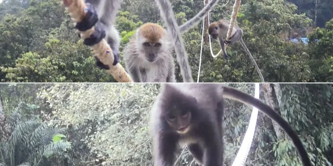 Bagaimana Primata Bisa Hidup Berdampingan dengan Tambang di Indonesia