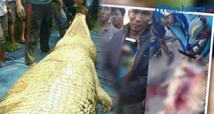 Buaya 585 Kg Mati di Riau: Perut Penuh Sampah Plastik Berbahaya