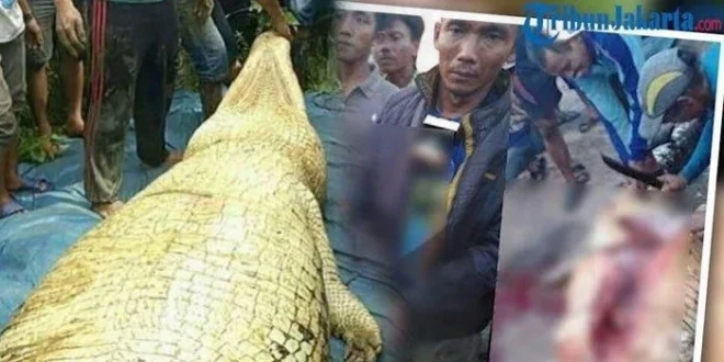 Buaya 585 Kg Mati di Riau: Perut Penuh Sampah Plastik Berbahaya