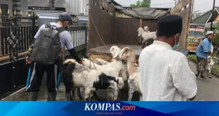 Dampak Letusan Semeru: Ratusan Ternak Mati Akibat Abu Vulkanik
