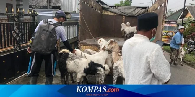 Dampak Letusan Semeru: Ratusan Ternak Mati Akibat Abu Vulkanik
