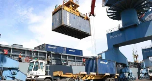 Ekspor Gambir Sumbar 27 Ton ke India, Dampak dan Prospek Ekonomi 2025