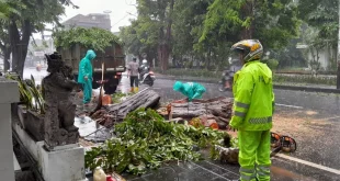 Hujan Abu Gunung Sakurajima: Warga Diminta Pakai Pelindung Wajah