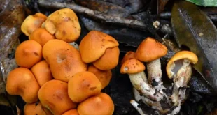 Ilmuwan China Ditangkap Selundupkan Jamur Beracun ke AS