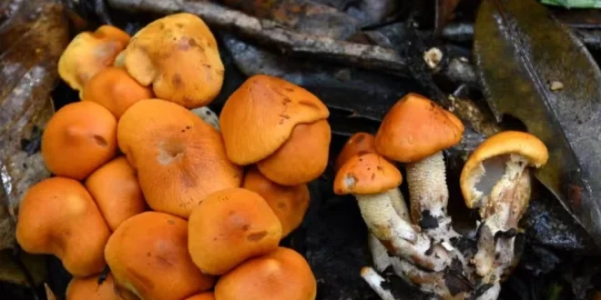 Ilmuwan China Ditangkap Selundupkan Jamur Beracun ke AS