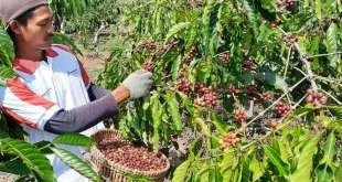 Inisiatif Pemuda Jawa Timur Jadi Petani Kopi Robusta