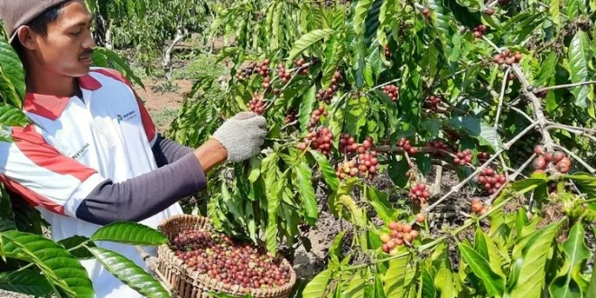 Inisiatif Pemuda Jawa Timur Jadi Petani Kopi Robusta