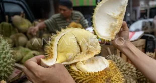 Klarifikasi Zulhas: Durian Belum Jadi Buah Nasional Indonesia
