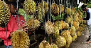 Malaysia Ajukan Durian sebagai Buah Nasional: Dampak Ekonomi & Budaya
