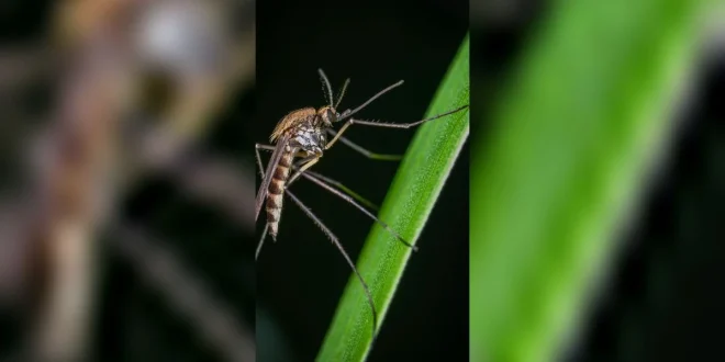 Nyamuk Tropis Muncul di Korea Selatan: Dampak Perubahan Iklim