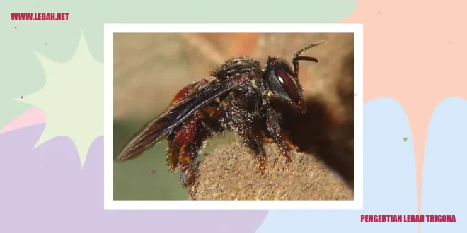 Penemuan Lebah Bertanduk Setan Lucifer di Australia 2025